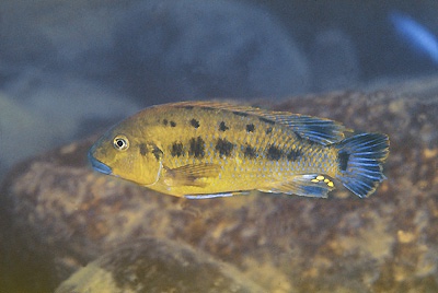 Pseudotropheus sp. 'williamsi north' Makonde